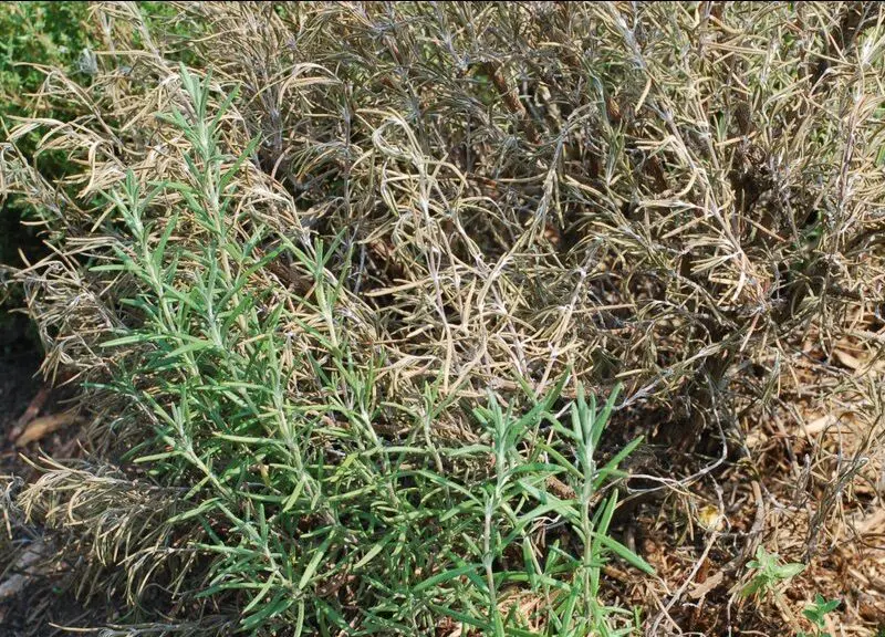 dry interior of a rosemary plant