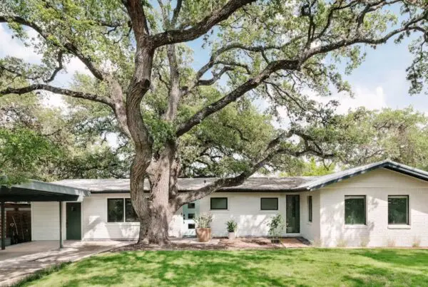 Large tree in front of house