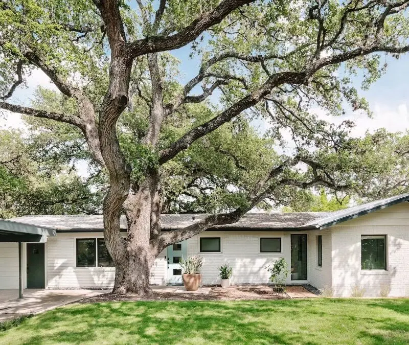 Large tree in front of house