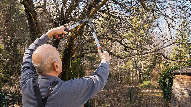 Man cutting a branch with pruners