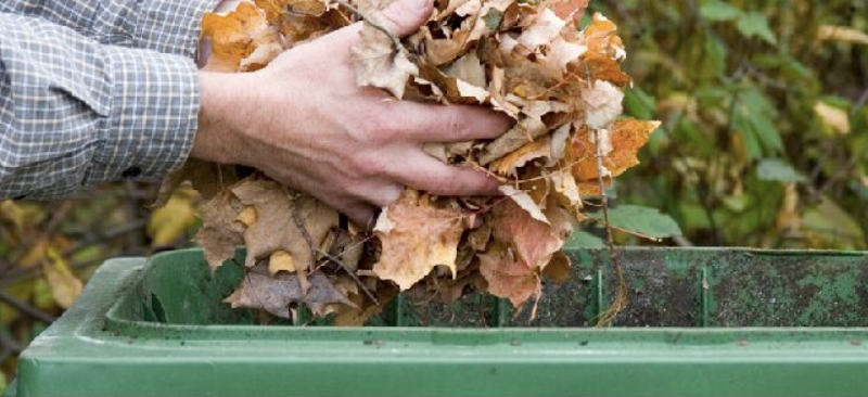 Handful of leaves being put into a green bin