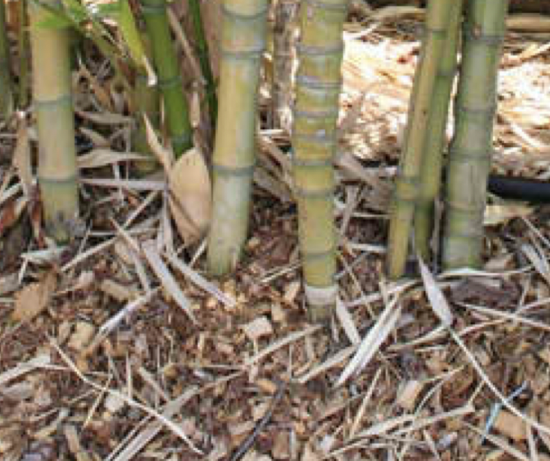 Base of bamboo plants with dry leaf litter