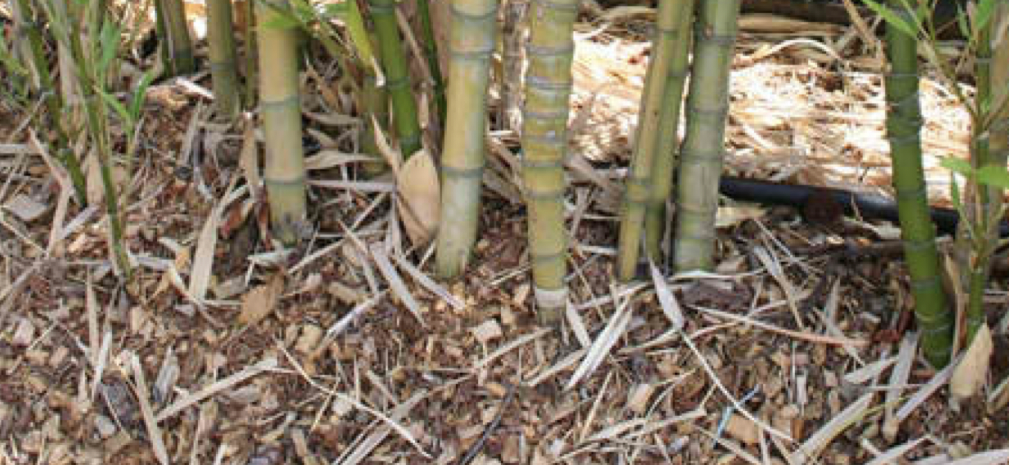 Why Bamboo Doesn’t Make the Cut