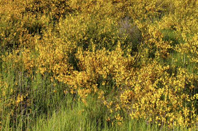 The Menace of French Broom: Efforts to Eradicate a Fire Hazard in Marin