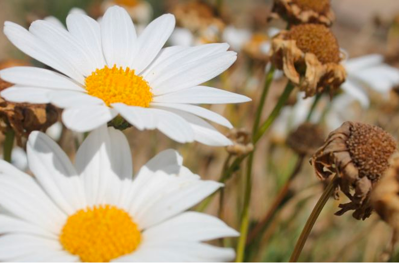 two daisy flowers with dead headed flowers in background