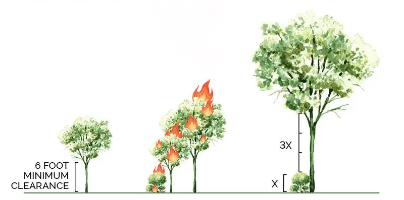 Graphic of trees spaced from each other. One showing flames moving from a lower shrub to the branches of a taller tree.
