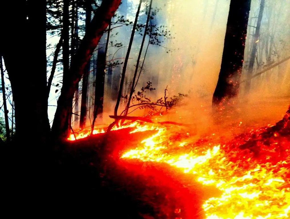 San Geronimo Wildfire Burns 4 Acres in Roy’s Redwoods