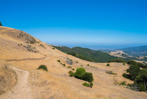 hillside in marin