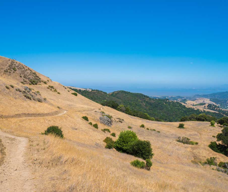 hillside in marin