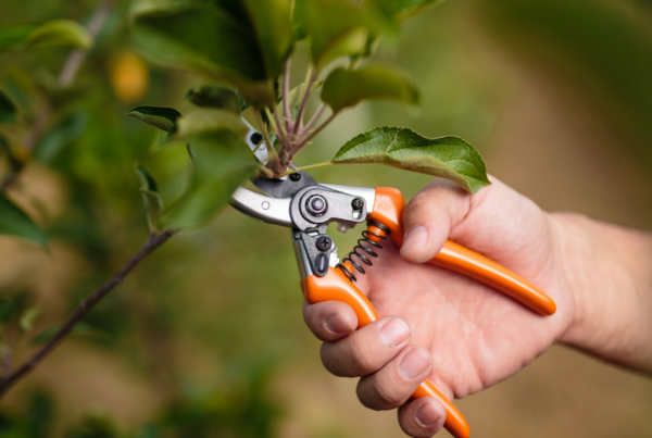 Hand with pruning clipper, cutting a small branch of a tree.