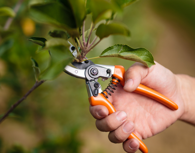 Hand with pruning clipper, cutting a small branch of a tree.