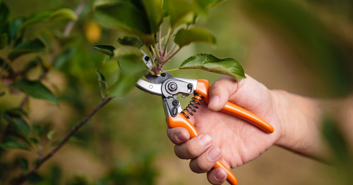 Pruning and Thinning for Fire Safety