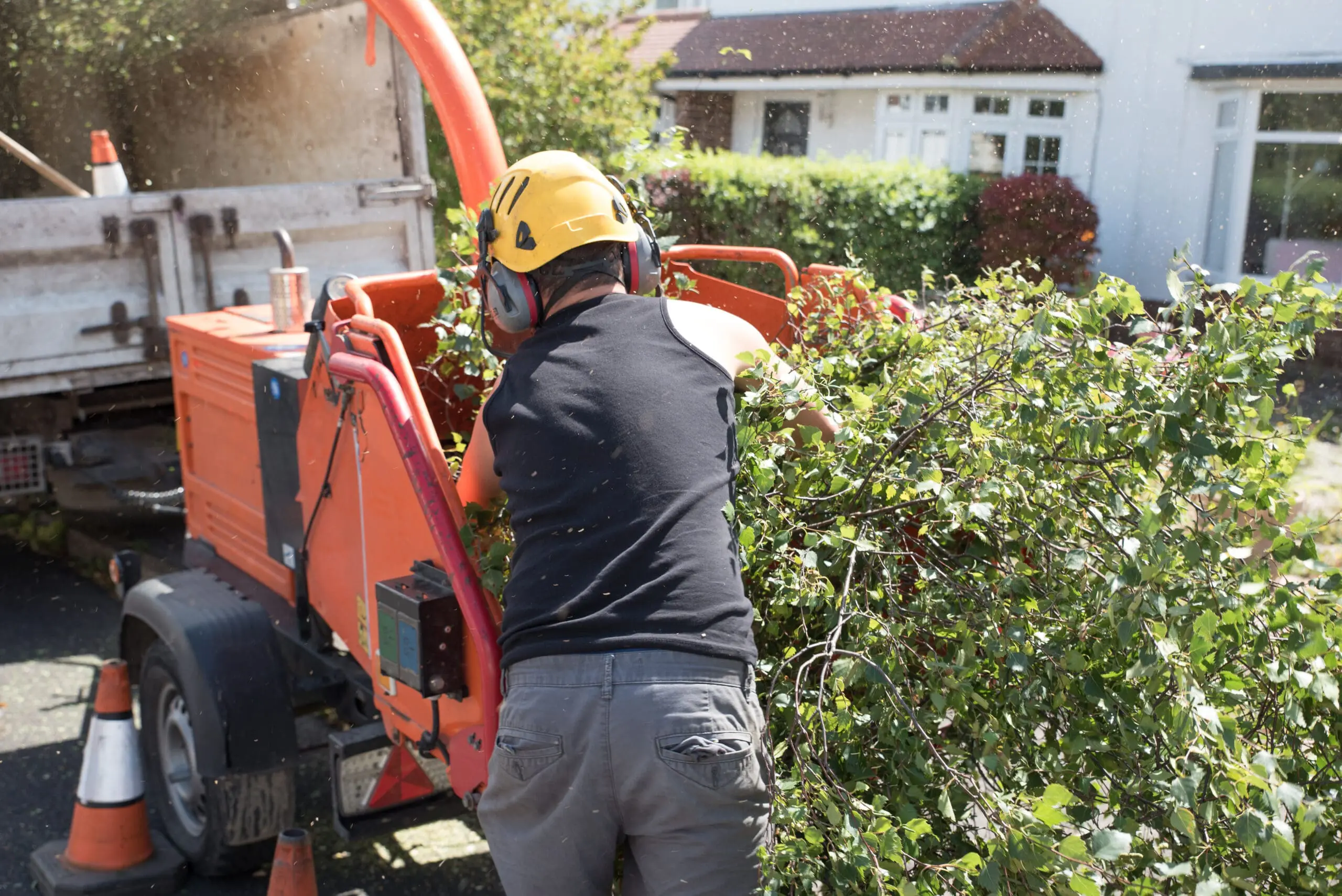 Male,Arborist,Loading,Branches,Into,An,Industrial,Wood,Chipping,Machine.