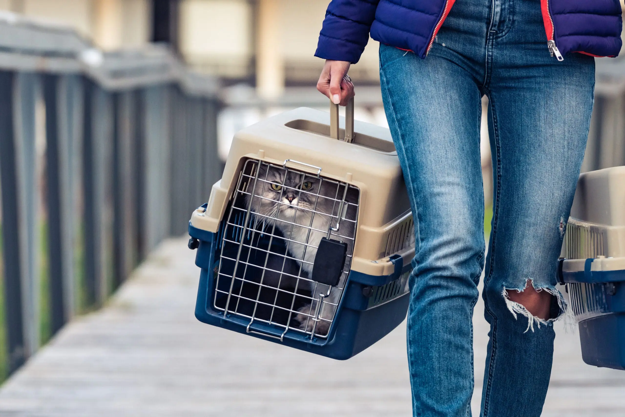 Woman,Carrying,Her,Cat's,In,A,Special,Plastic,Cage,Or