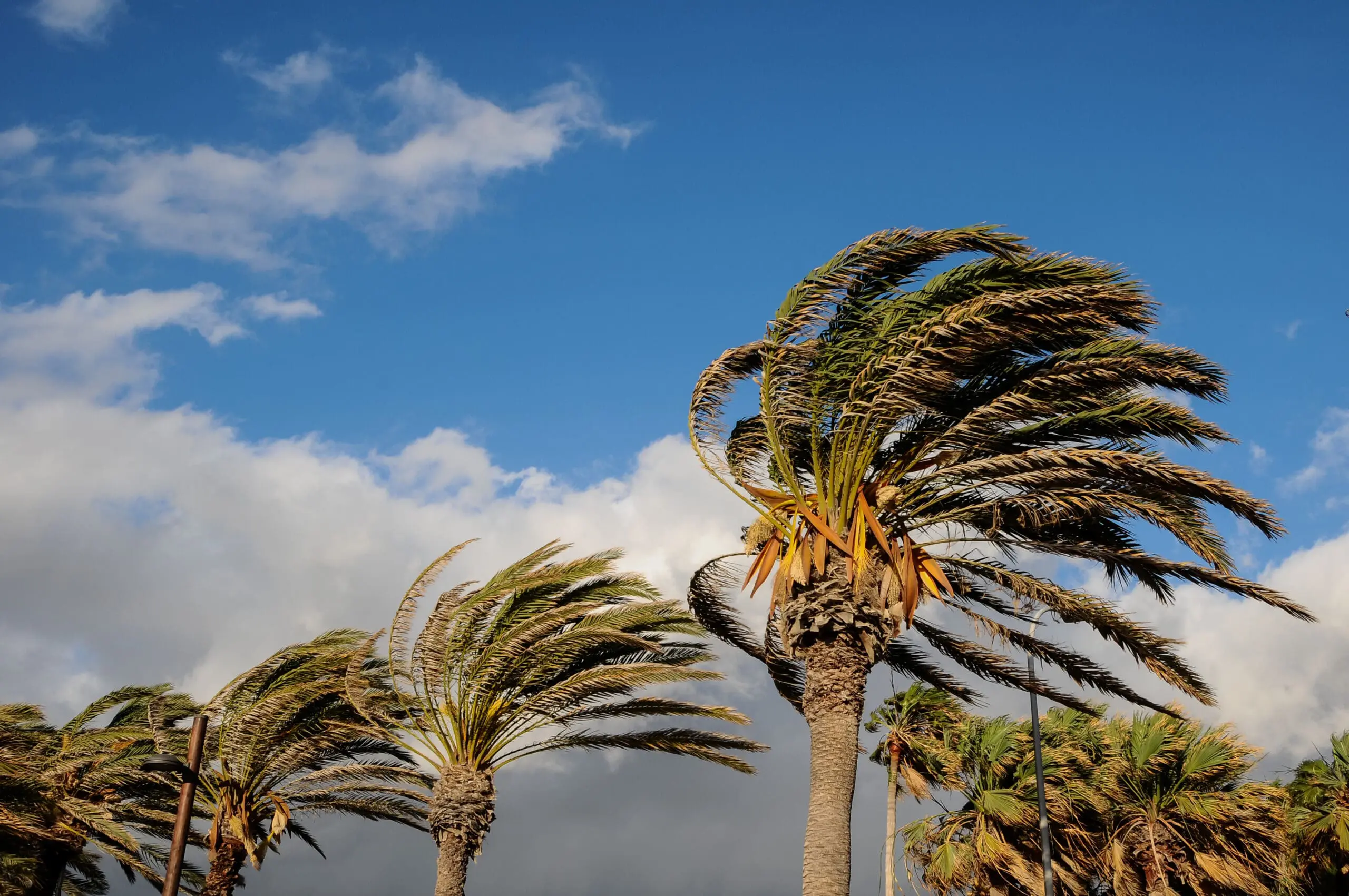 Palm,Tree,Blowing,In,The,Wind,Tenerife,Canary,Islands,Spain