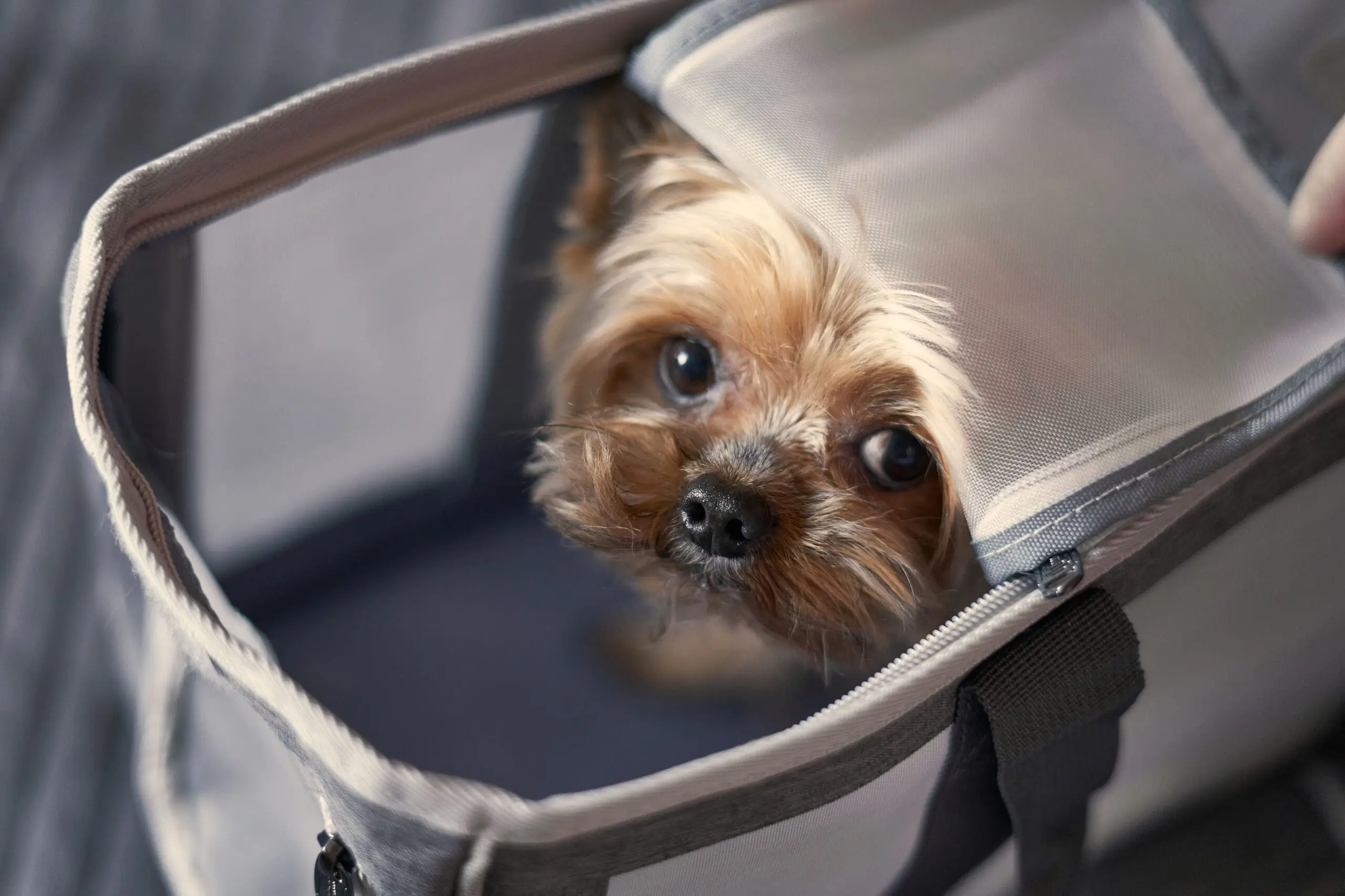 Yorkshire,Terrier,Dog,Sitting,In,A,Travel,Carrier,,Travel,Dog