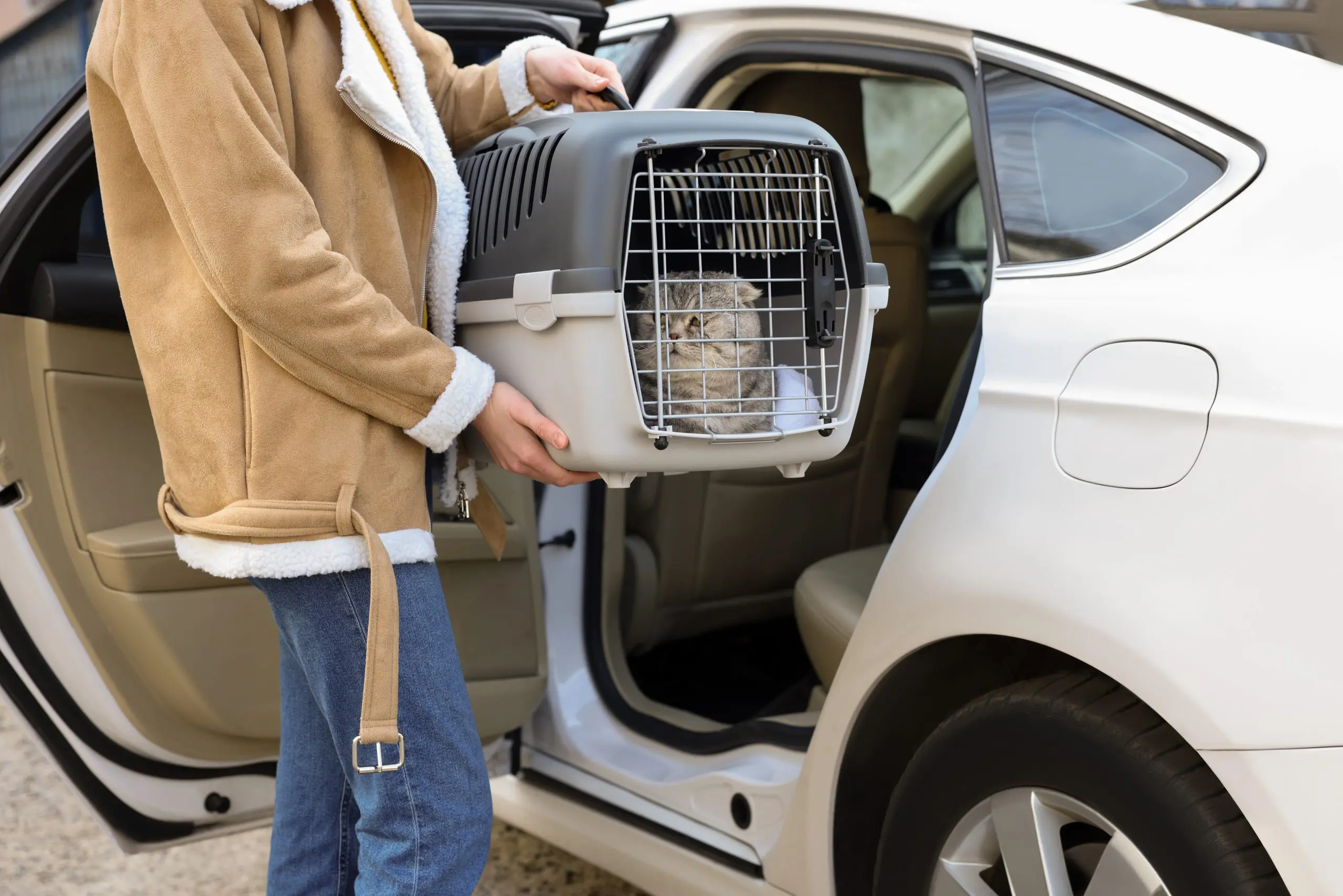 Woman,Holding,Carrier,With,Cute,Scottish,Fold,Cat,Near,Car