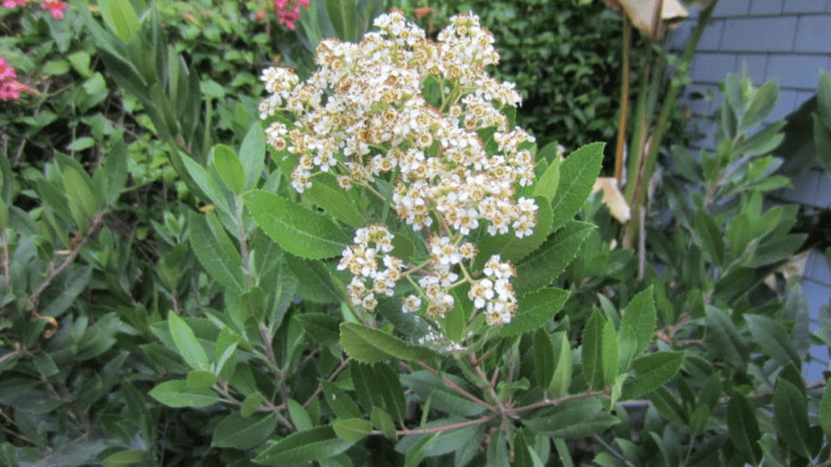 Toyon blooming in summer