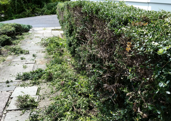 Hedge Clippers Can Create Fire Hazards