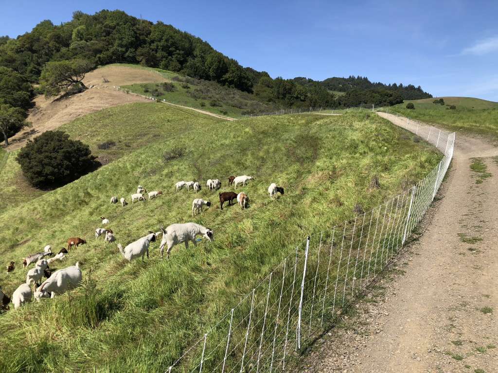 Goat Grazing Project Underway in Sleepy Hollow and Terra Linda
