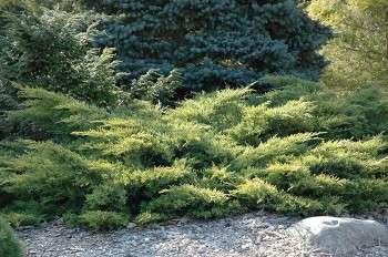 juniperus-spp_bd52864ffd636ab3df28089a311dfcce.jpg