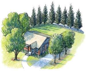 FAQ: Do I need to clear-cut trees from my property to be “fire safe?”